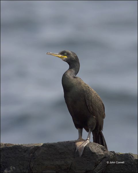 Shag;Phalacrocorax aristotelis;one animal;close-up;color image;nobody;photography;day;outdoors. Wildlife;birds;animals in the wild;One;avifauna;bird;feather;feathered;outdoors;outside;untamed;wild;color;color photograph;daytime;close up;feathers;wilderness;perch;perching;watching;watchful;Close up